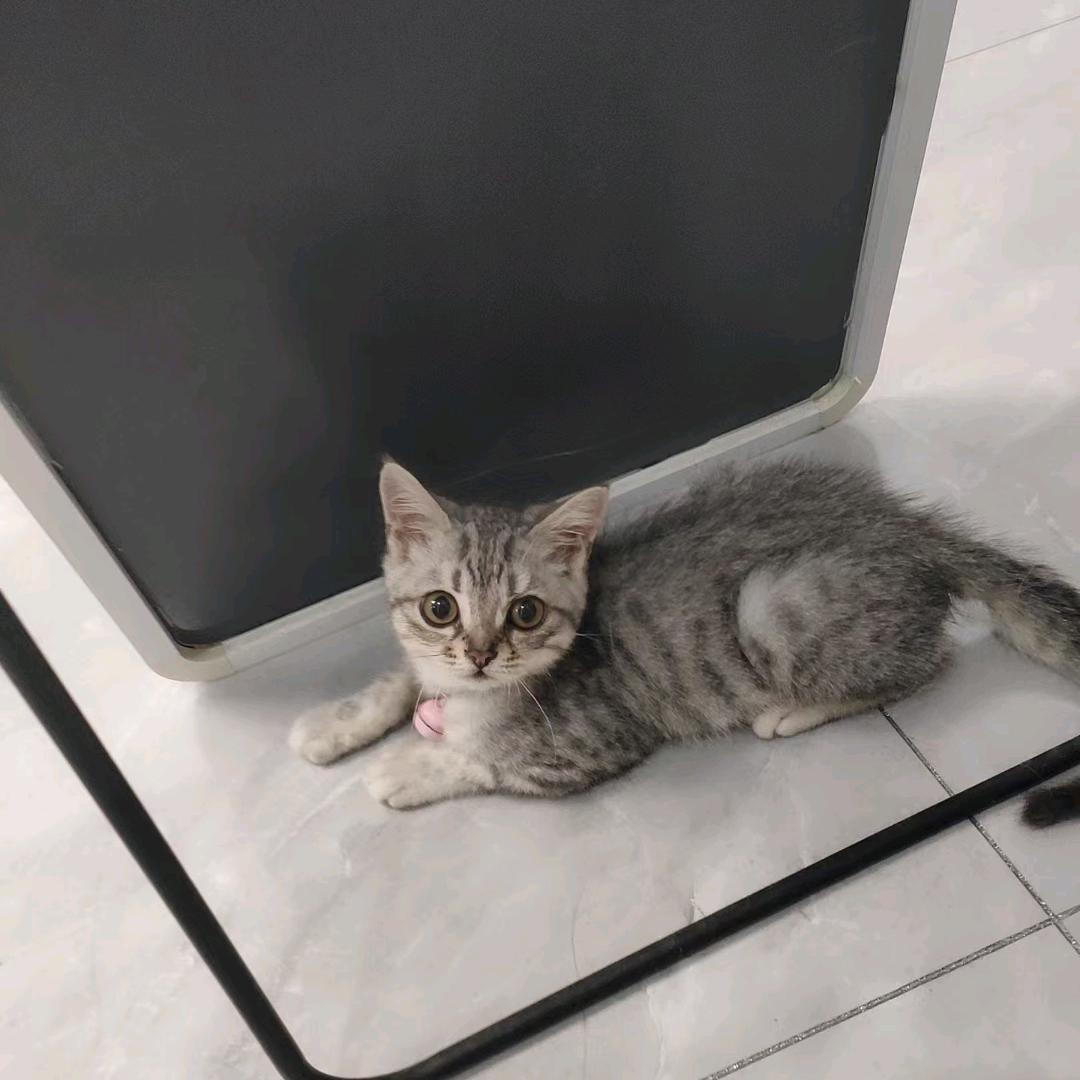 小心朵猫