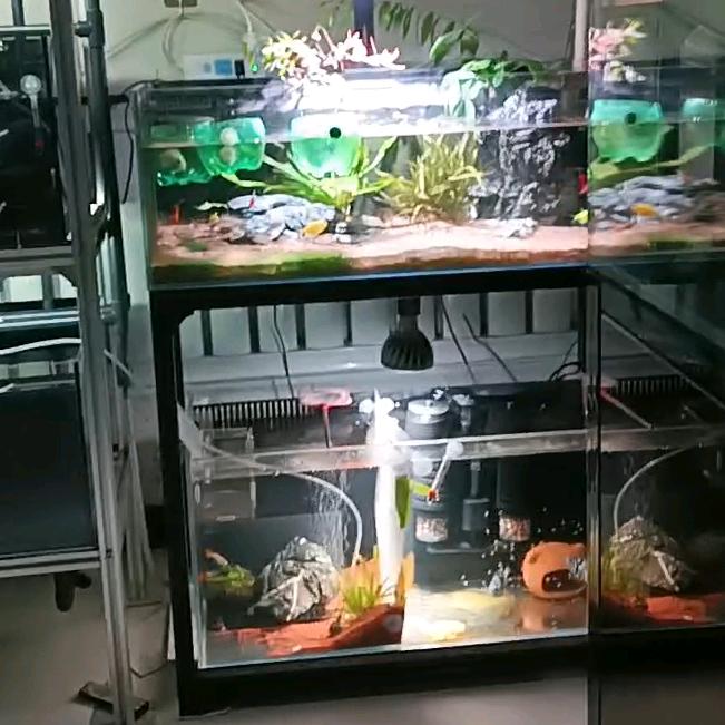 六六家养热带鱼