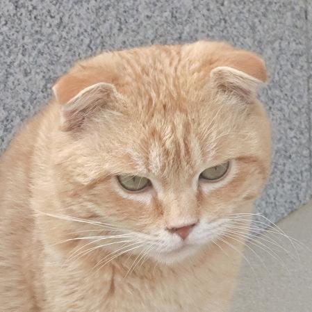 AAA昆仑路脐橙批发小欧