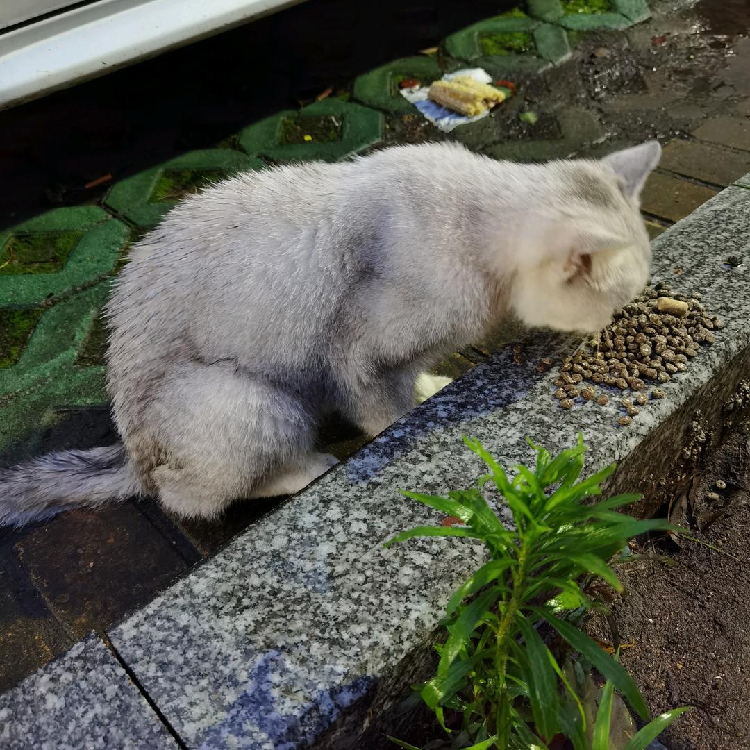 茉璃ya