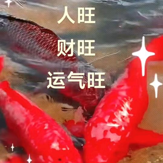 🌸((好☀️运⥎🌸绵绵头像