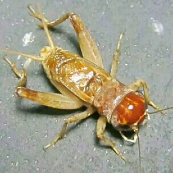 名家蝈蝈儿宁津蛐蛐儿