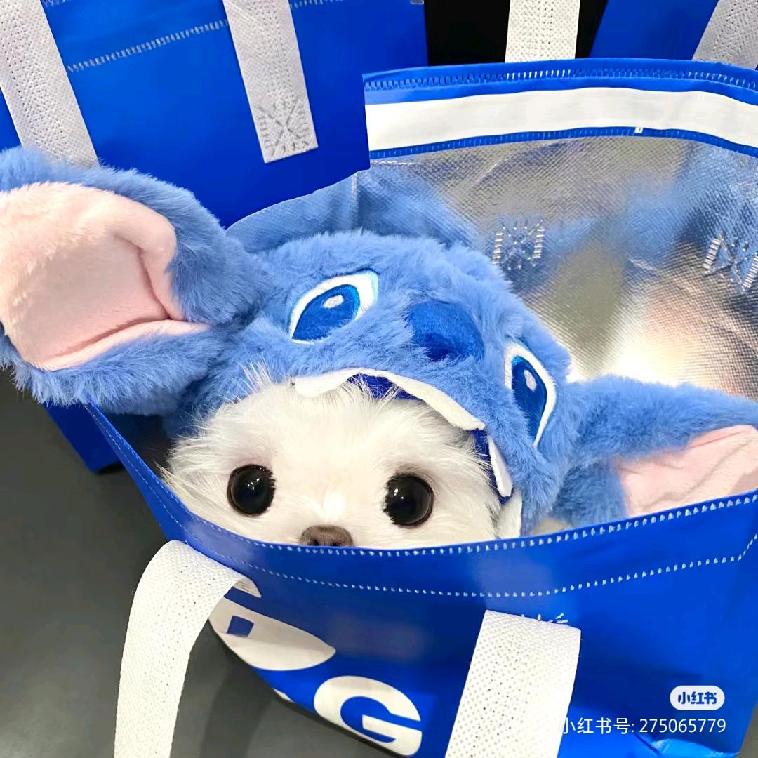小黄一米五