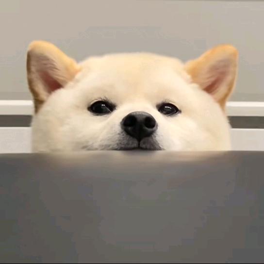 诺卡斯艾