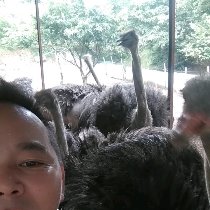 广德顺旺鸵鸟肉铺