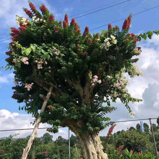 兴艺花卉