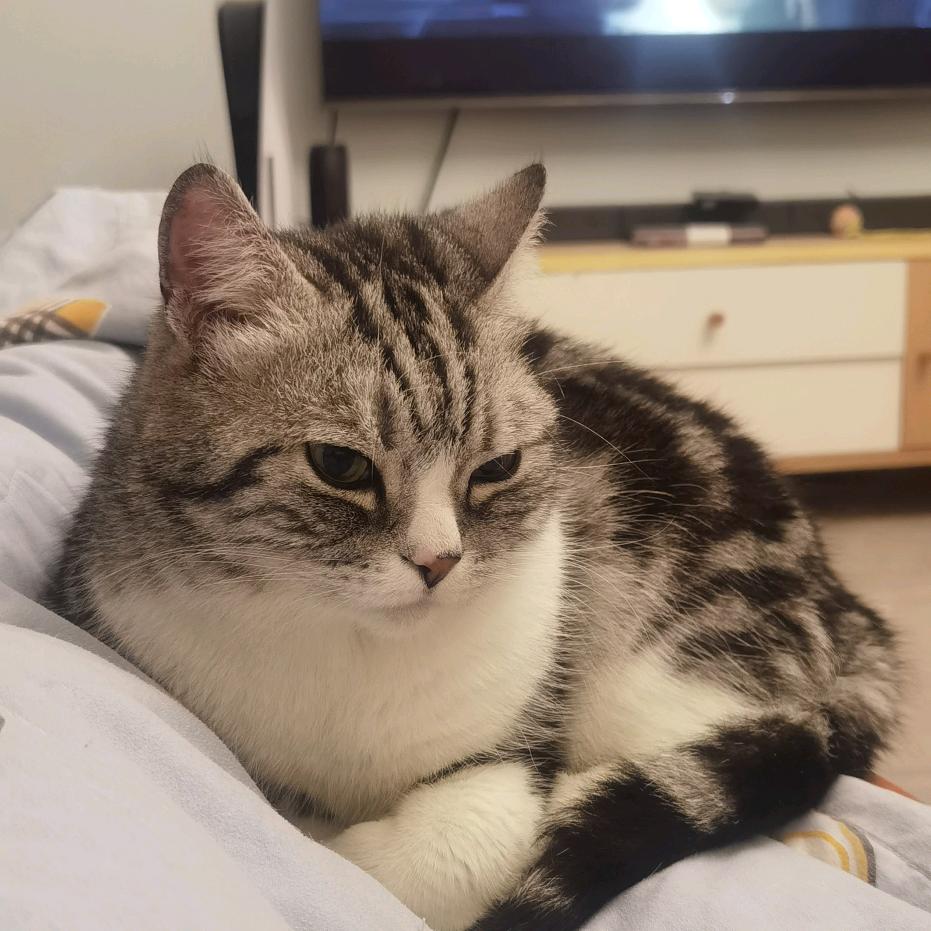 吹竹笛养猫的赛亚人