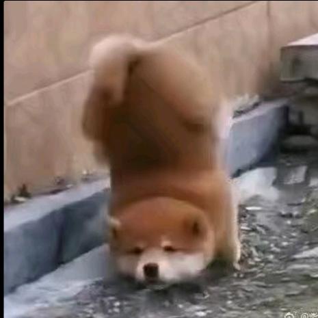 糖吃多了唉