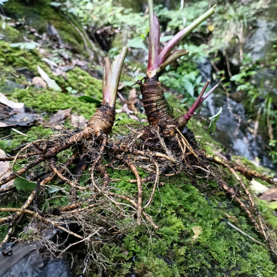 瑶山特产，老陈