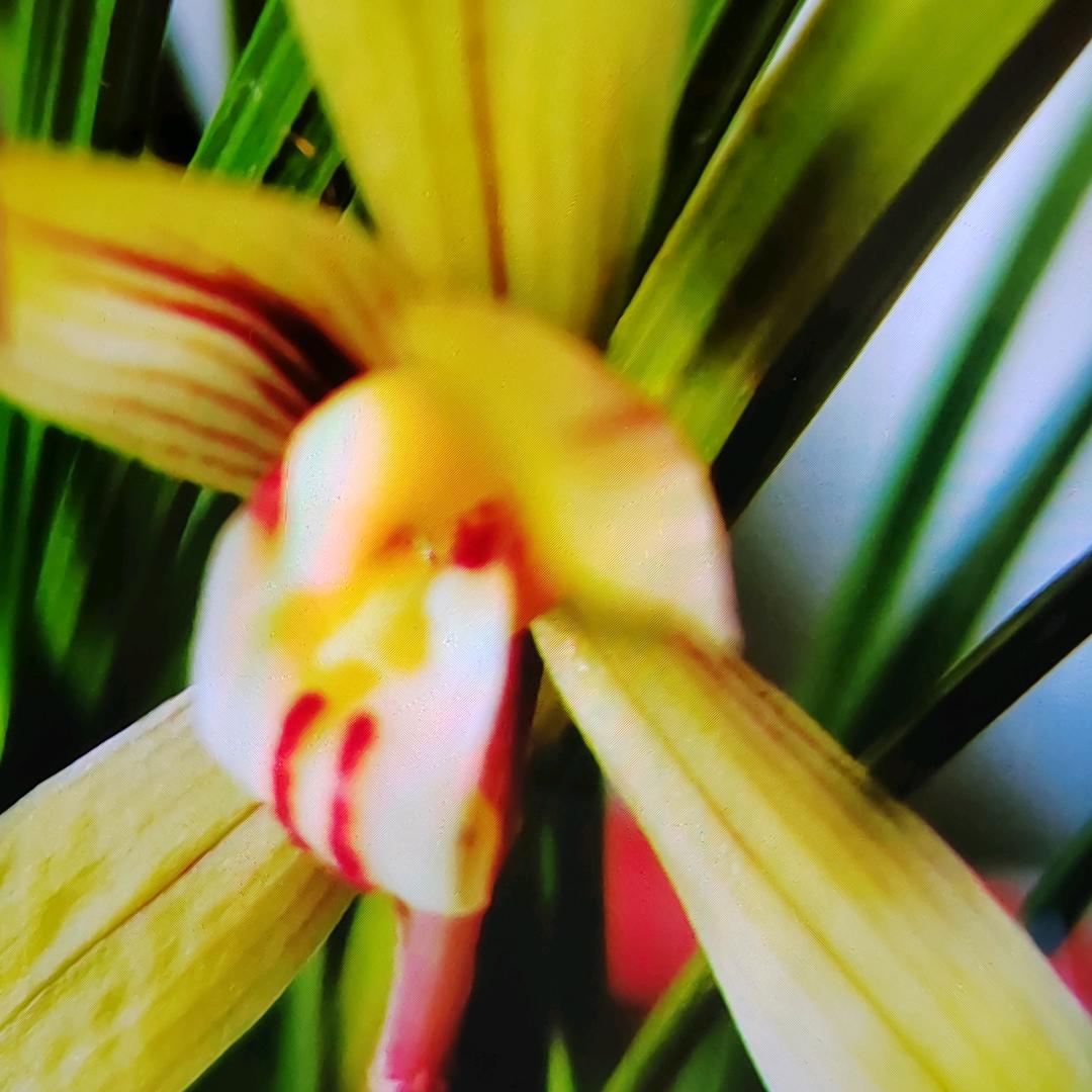 🌻🌻傻丫头