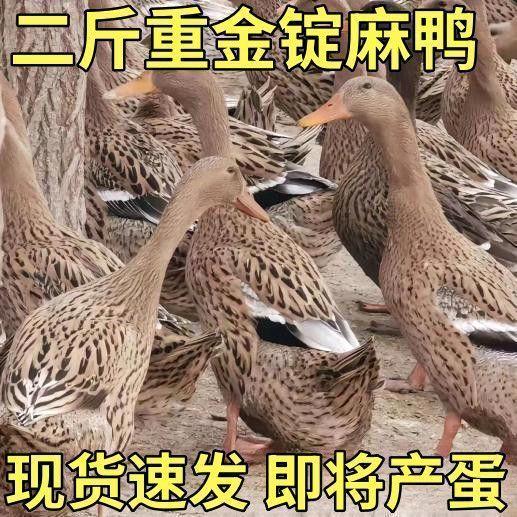 商河银飞优质家禽创意屋
