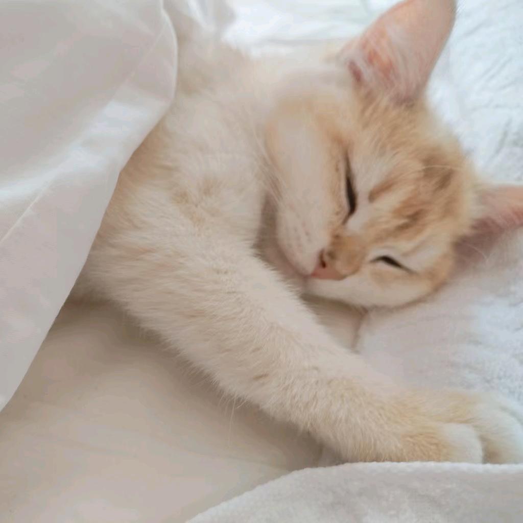 🌹花园里的㊙️密