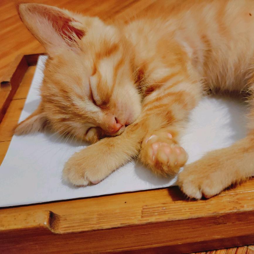 我家猫咪叫十一