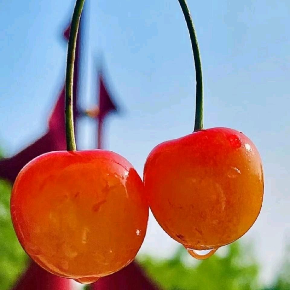 分享好物的晶晶