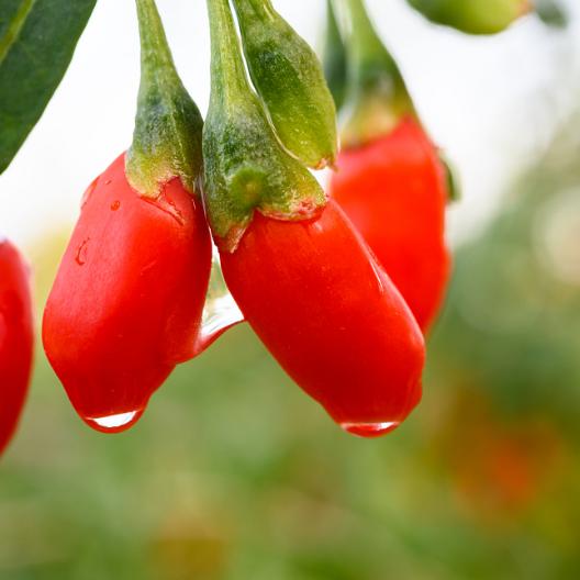 杞里福枸杞旗舰店