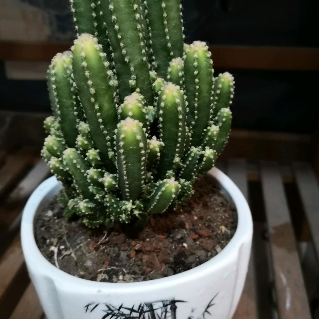 70后阿姨