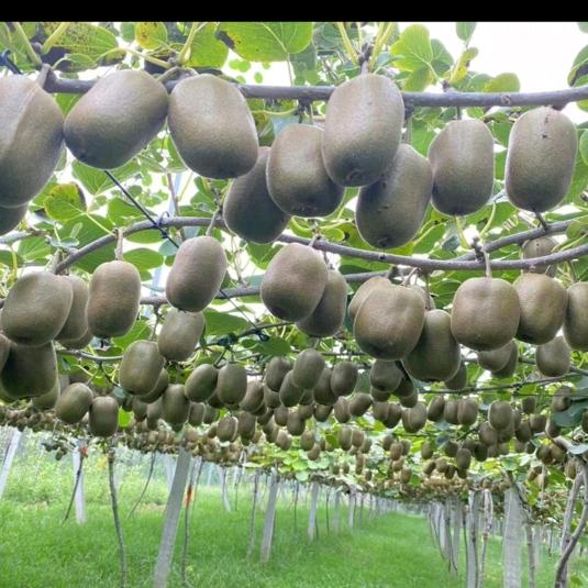 支部书记在农村