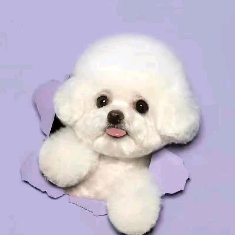 星星萌宠生活馆