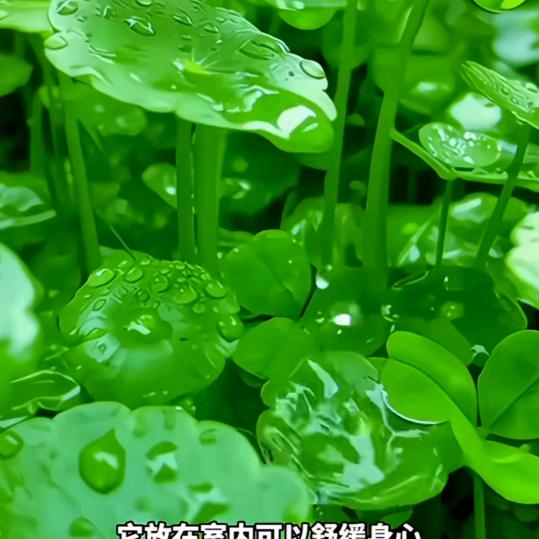 婉卿(新人)幸运草