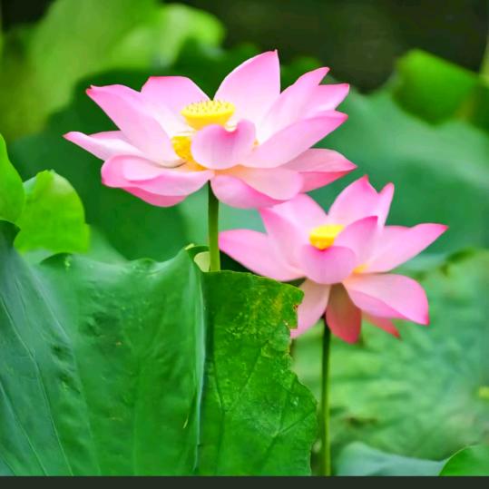 雾里看花
