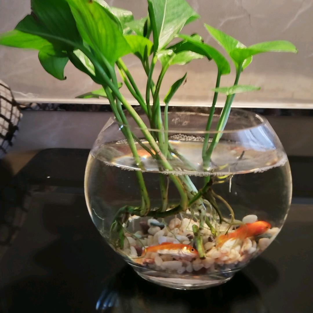 人生赢了一大半