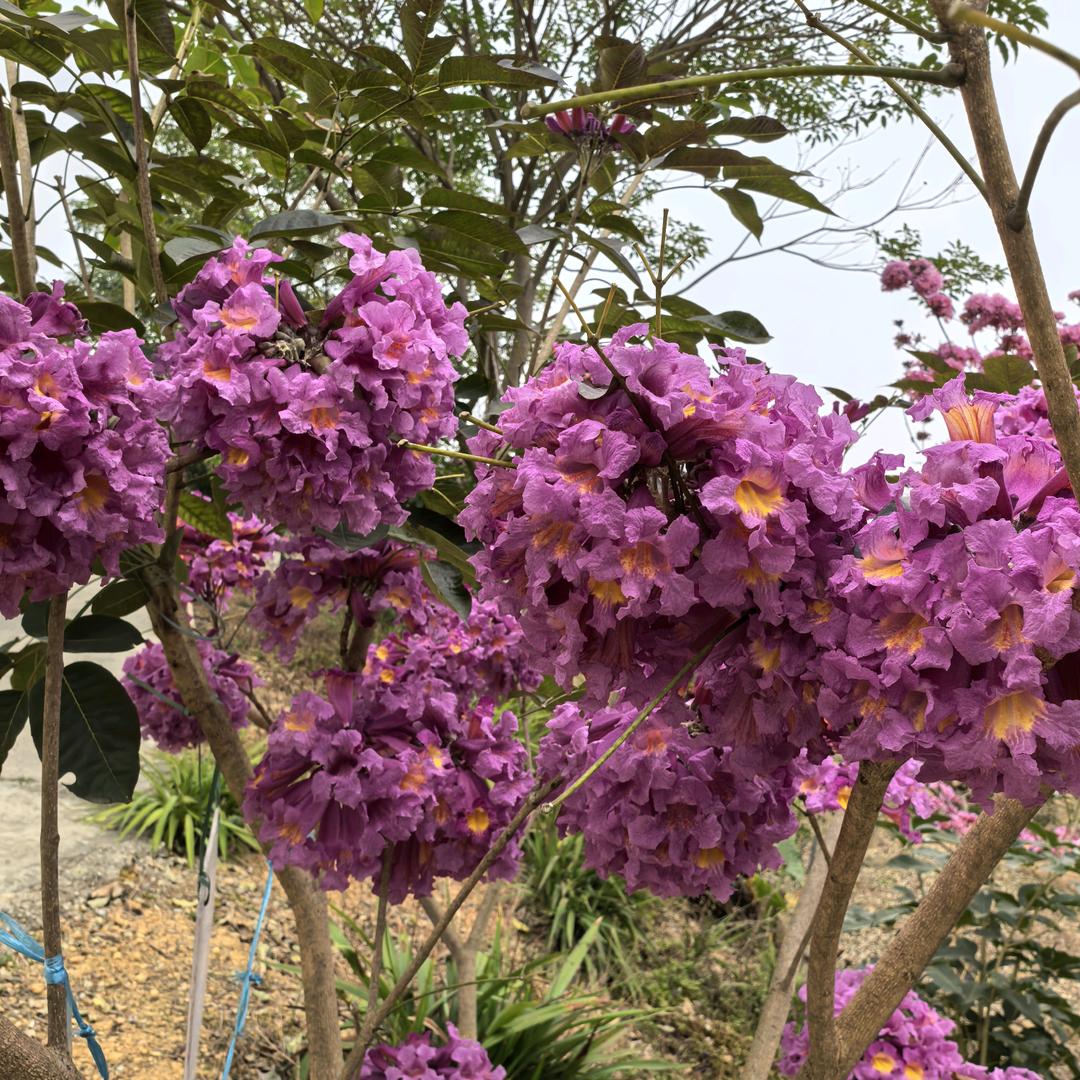 ლ幸福常伴‵ლ)