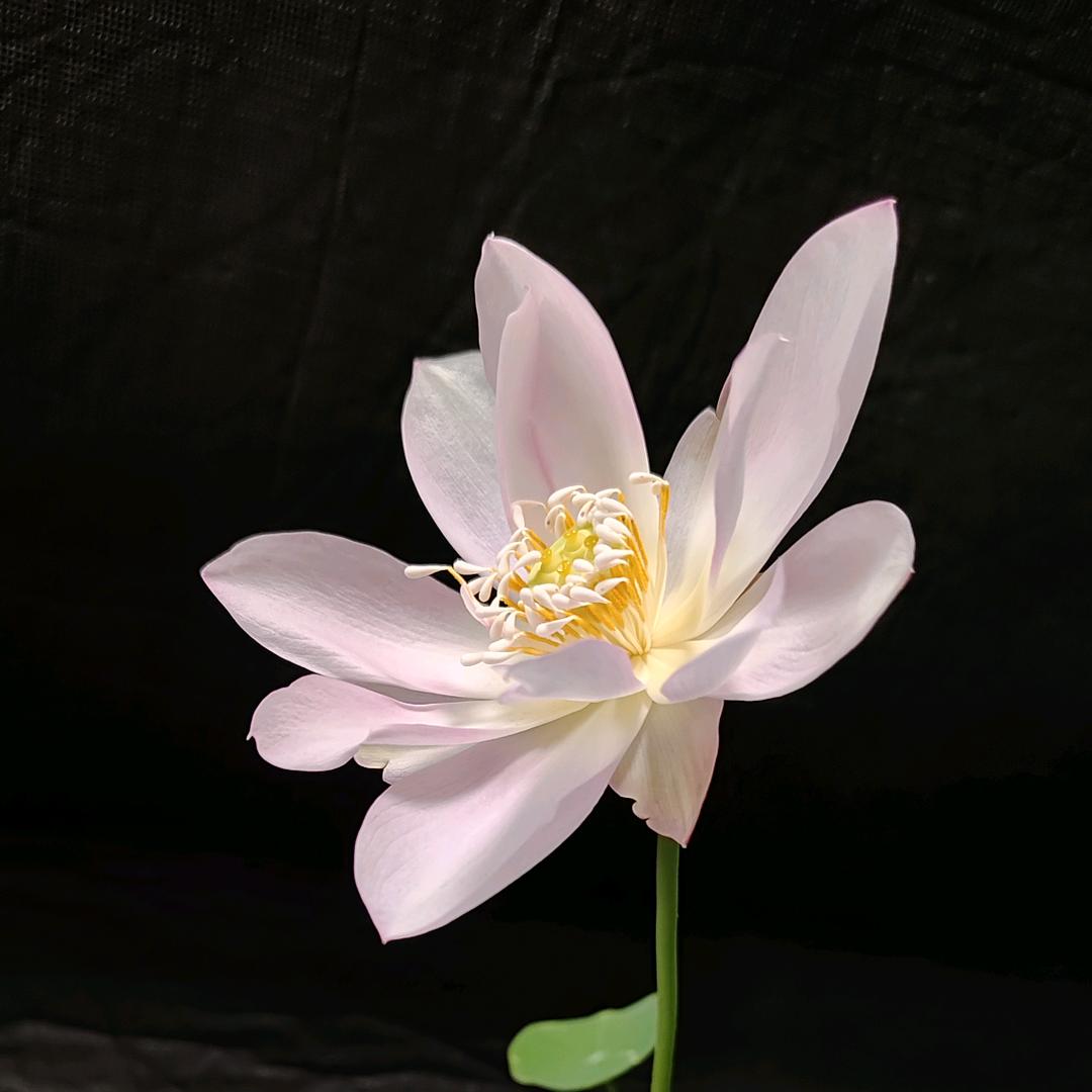 奔四大叔（碗莲种植）
