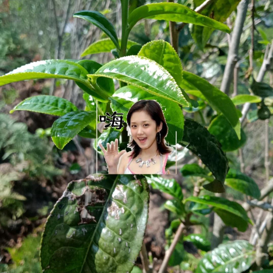 老乌山雅致茶业