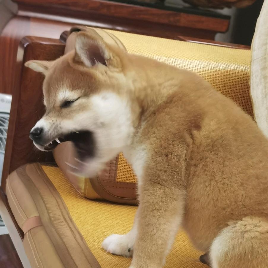TE整活