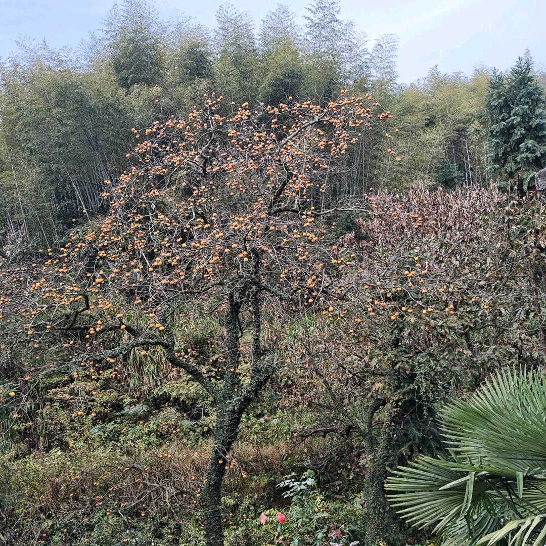 阳光总再风雨后