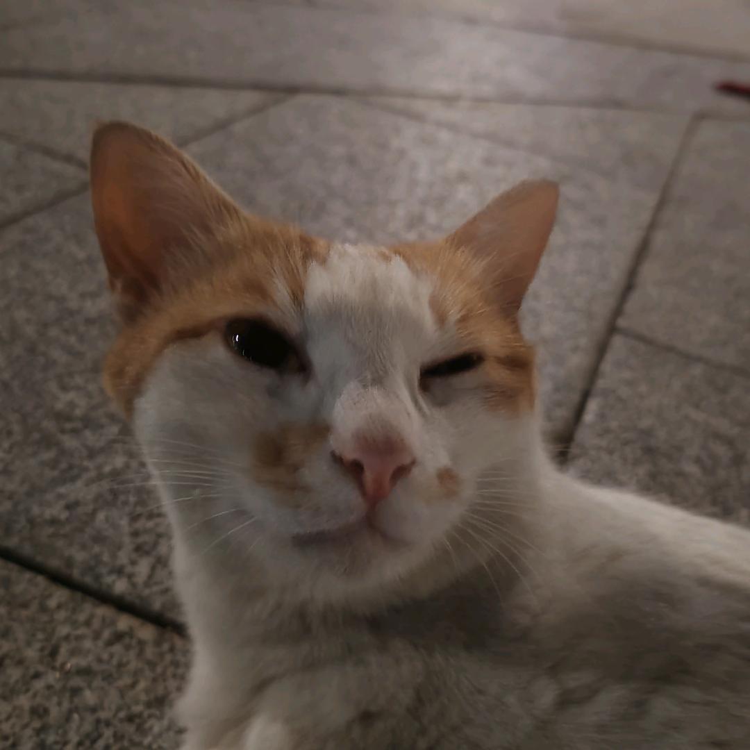 小马