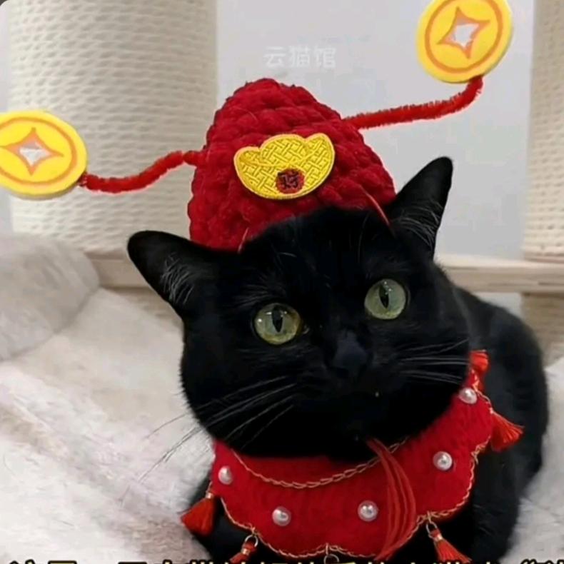 ღ᭄发财猫꧔ꦿ᭄💞