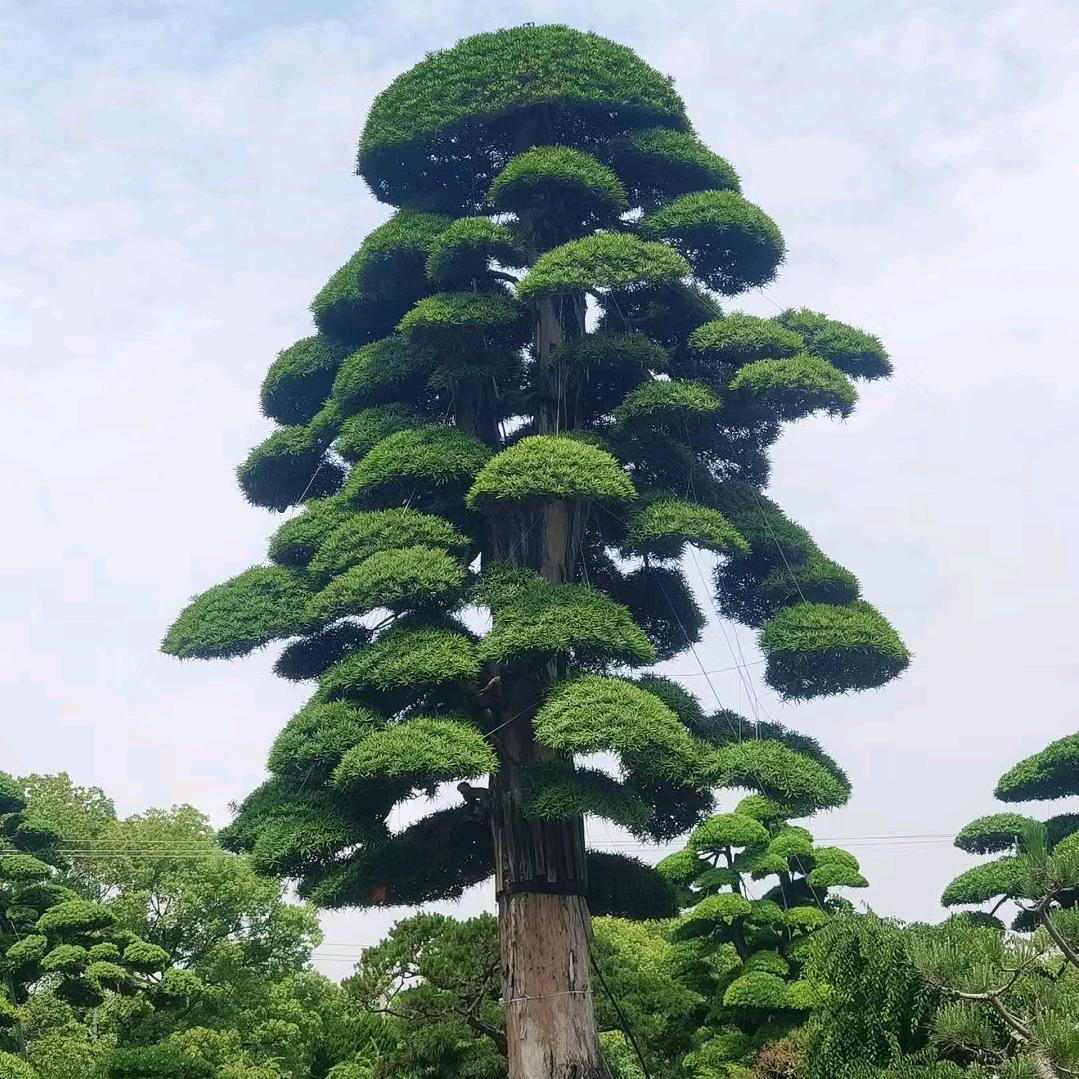 山顶人园艺