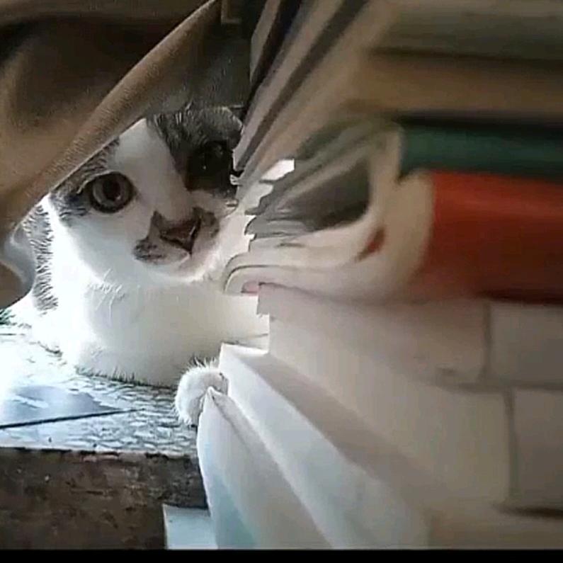 🐾喵喵咪呀🐾