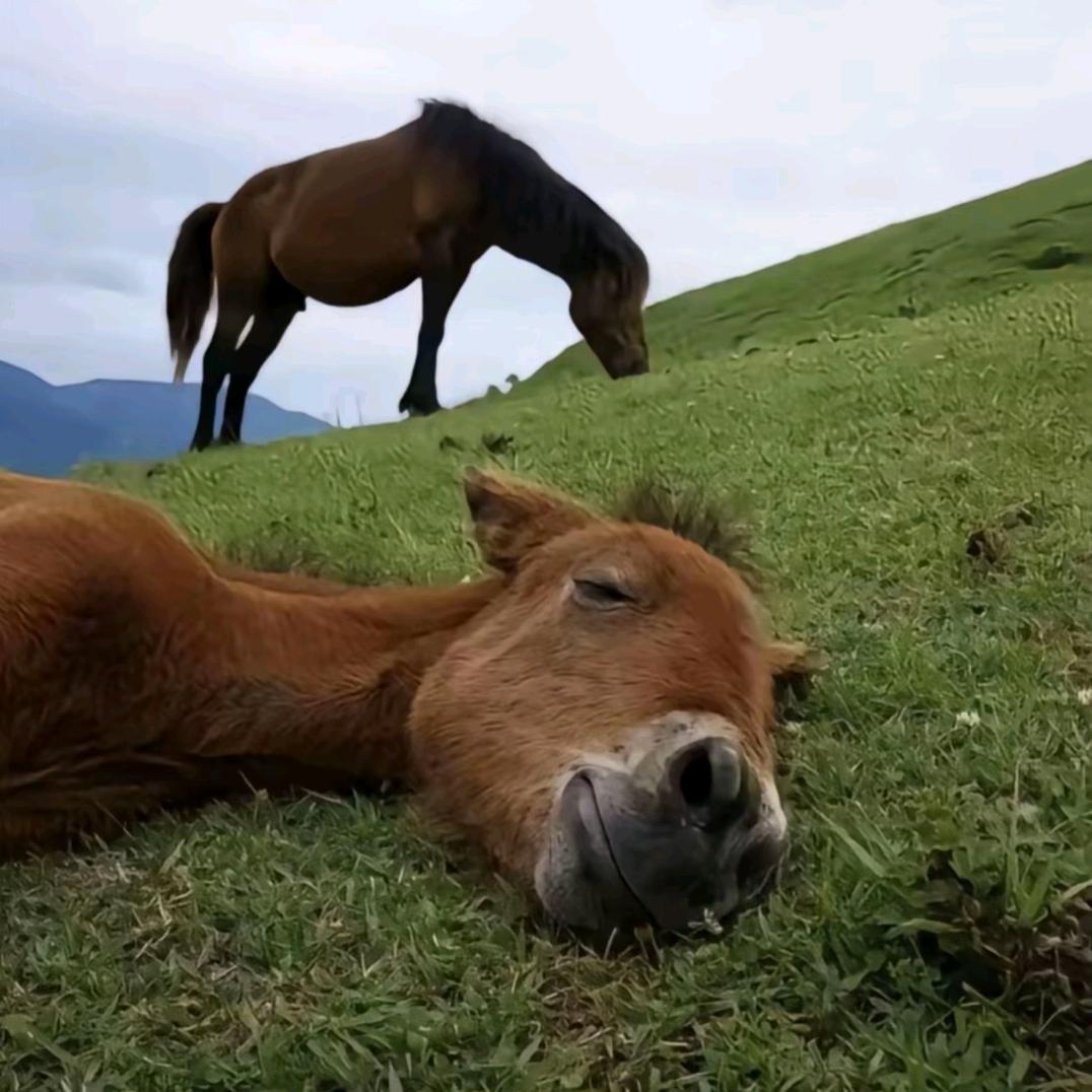 卿卿剧场