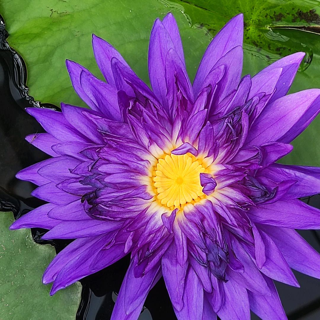 纳爱斯本地生活推荐官石家庄姣姣