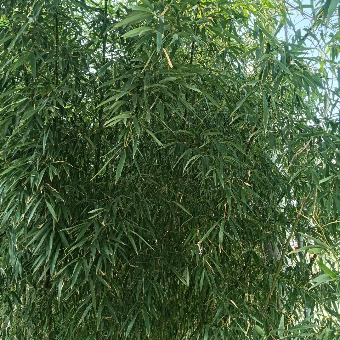 马永根
