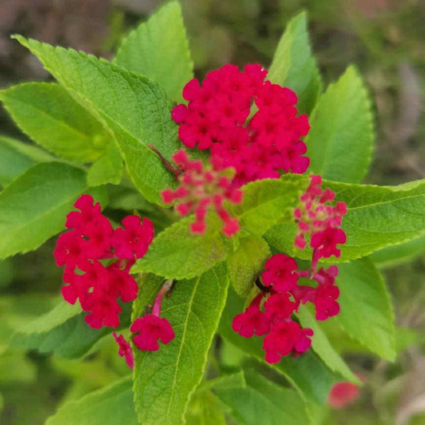 专业制模板，现浇楼面，装楼梯