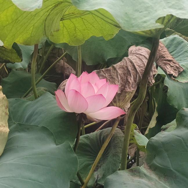 钟声有福🎸🎤