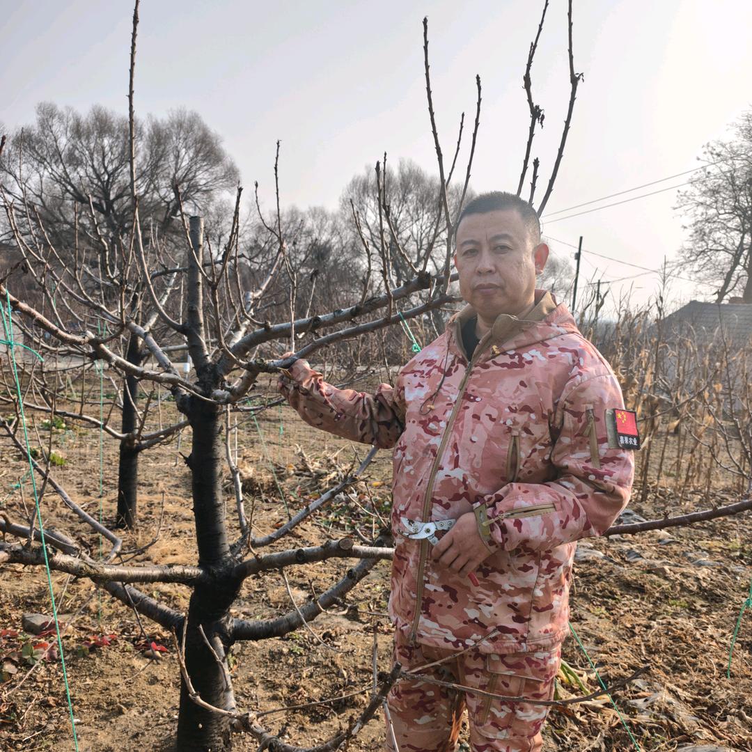 老乔大樱桃