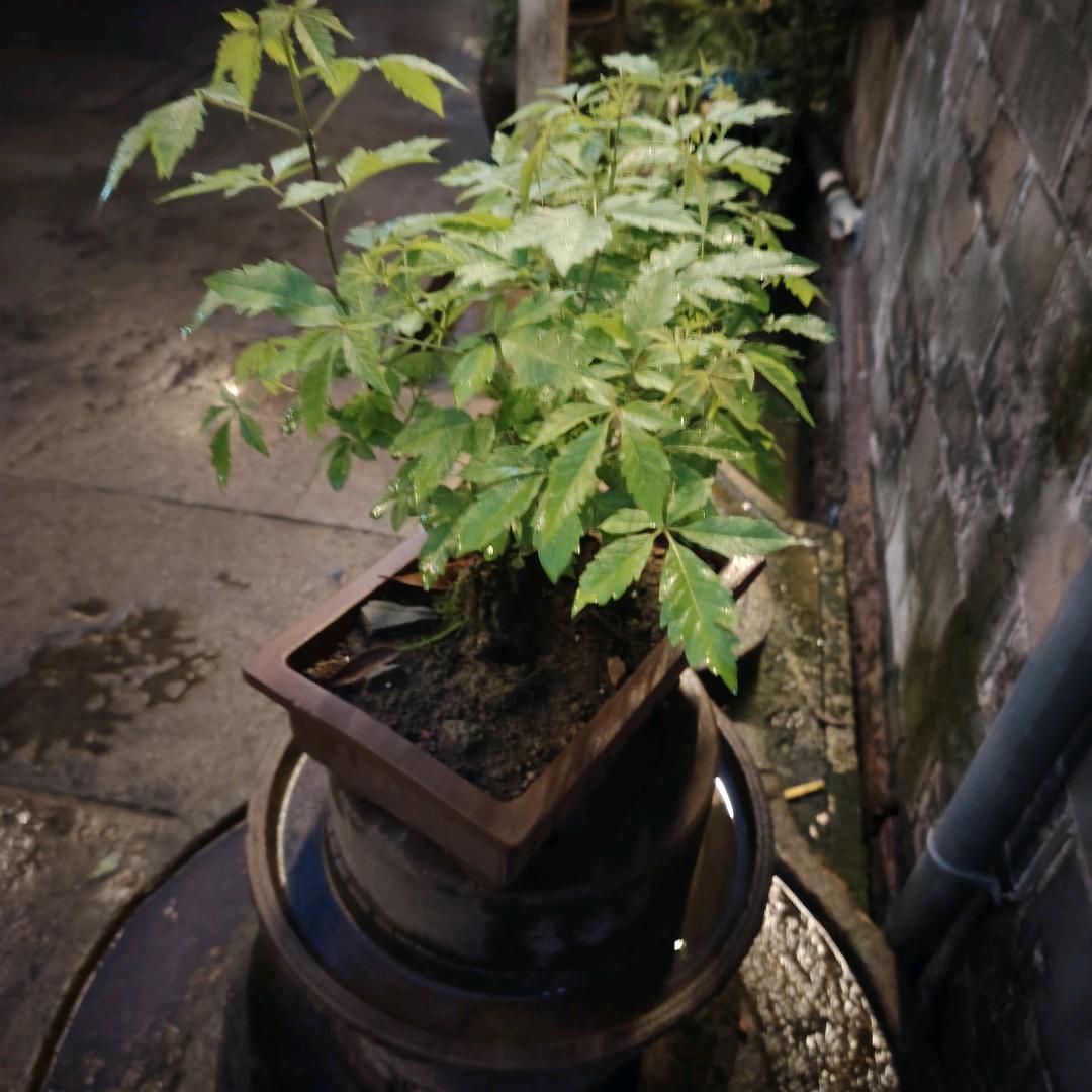 简单飞翔总
