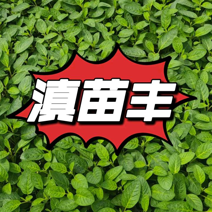 瑞苗科技农服团队&滇苗丰人参果联合实验室