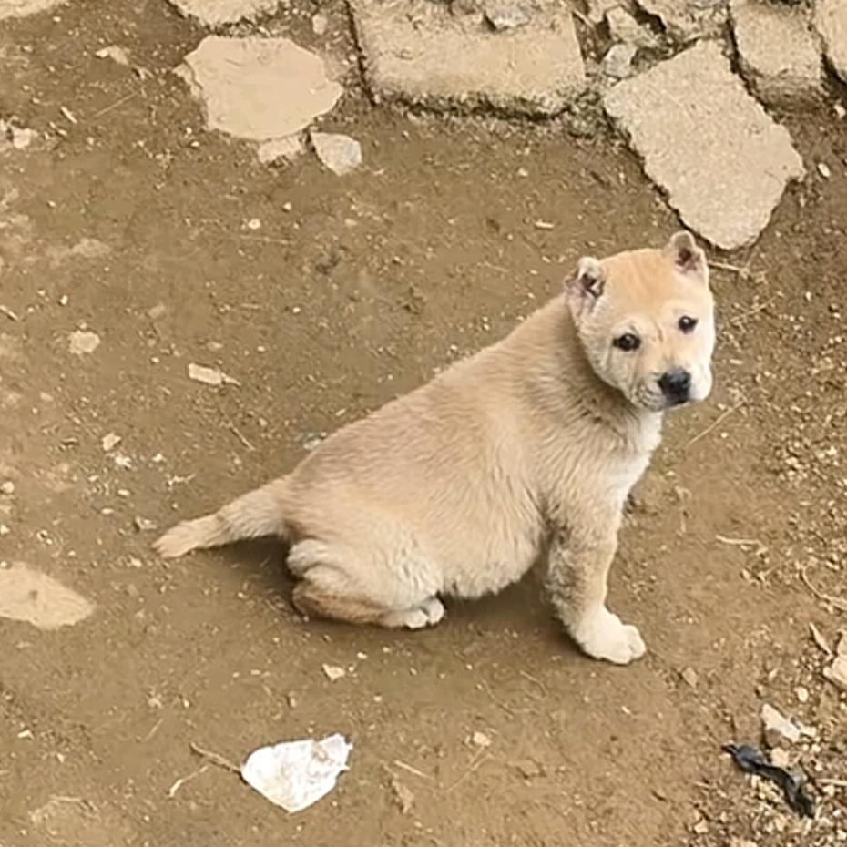 鄂M.原生态土猎（田园犬）