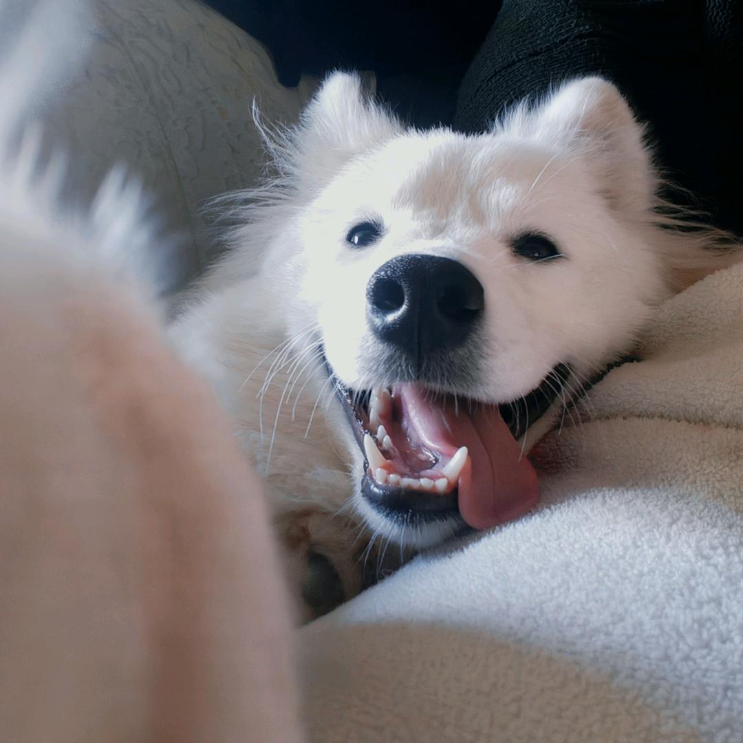 敖丙