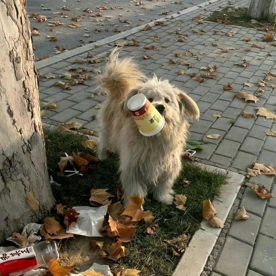 忧郁王子的忧郁森林