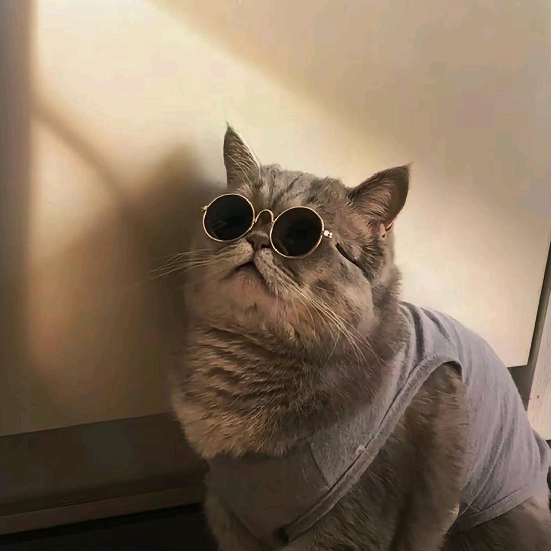 凌晨一点半的猫