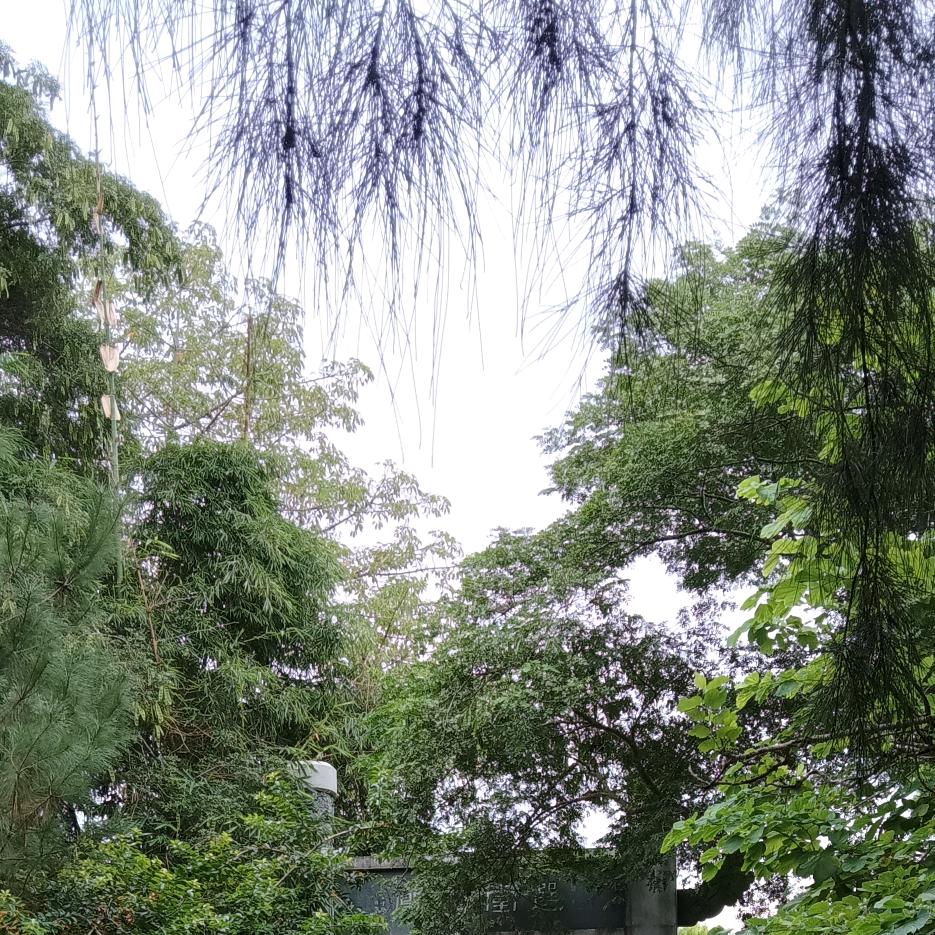 随梦