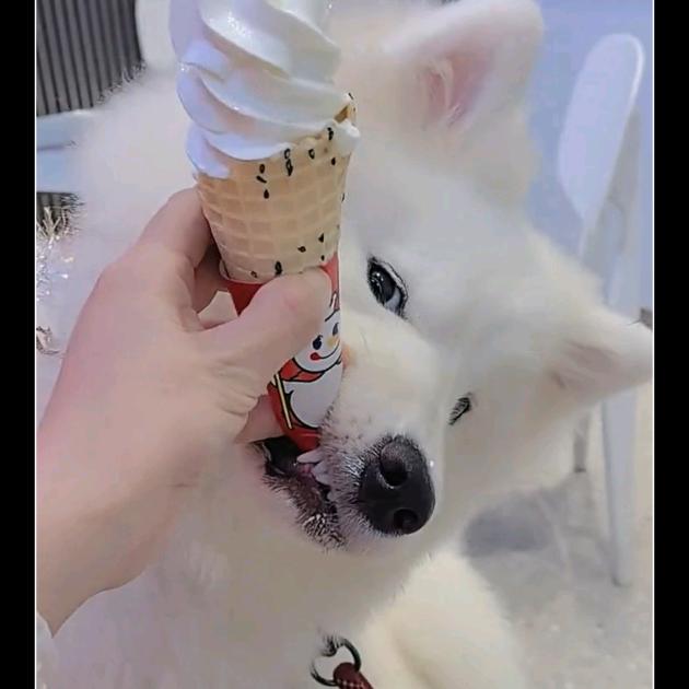 耶耶宠物