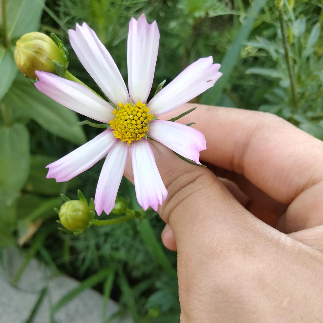 刘哥的日常
