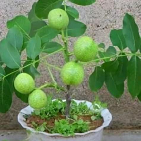 麻核桃原生树绿植幼苗